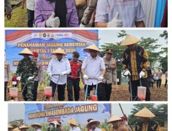 Sinergi Dukung Ketahanan Pangan, DPRD Lampung Ikuti Tanam Raya Jagung Serentak