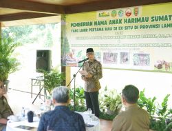 *Anak Harimau Sumatera Tampil Perdana, Gubernur Lampung Rahmat Mirzani Djausal Resmikan Nama*