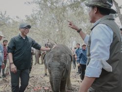 *Pemerintah Provinsi Lampung Dorong Keseimbangan Konservasi Gajah dan Aktivitas Masyarakat*